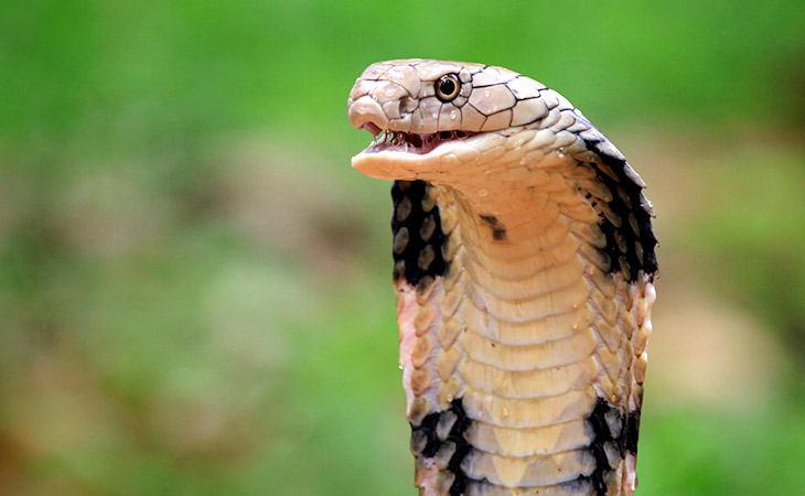 Snake Rescue Kit