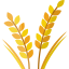 wheat