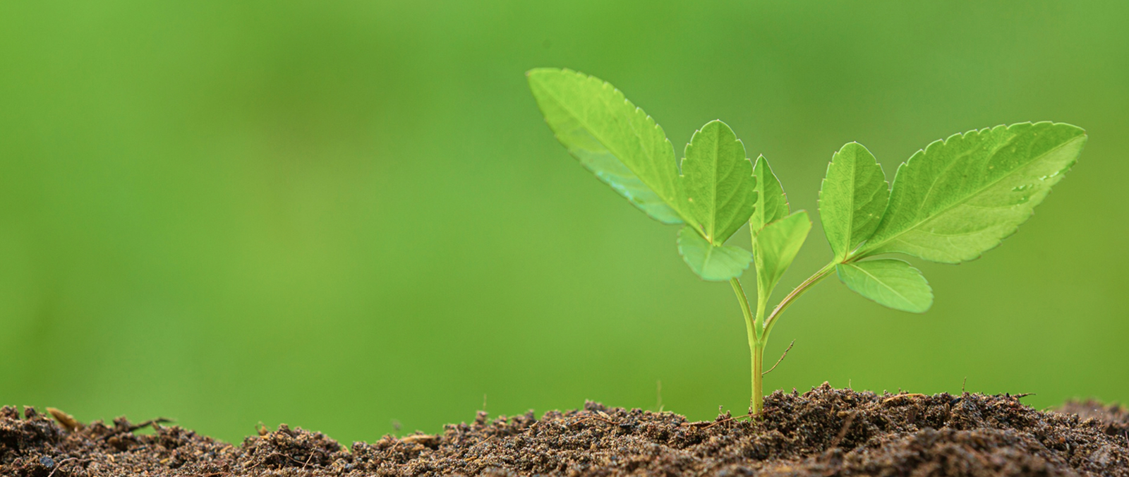 Analysis of Plant Samples