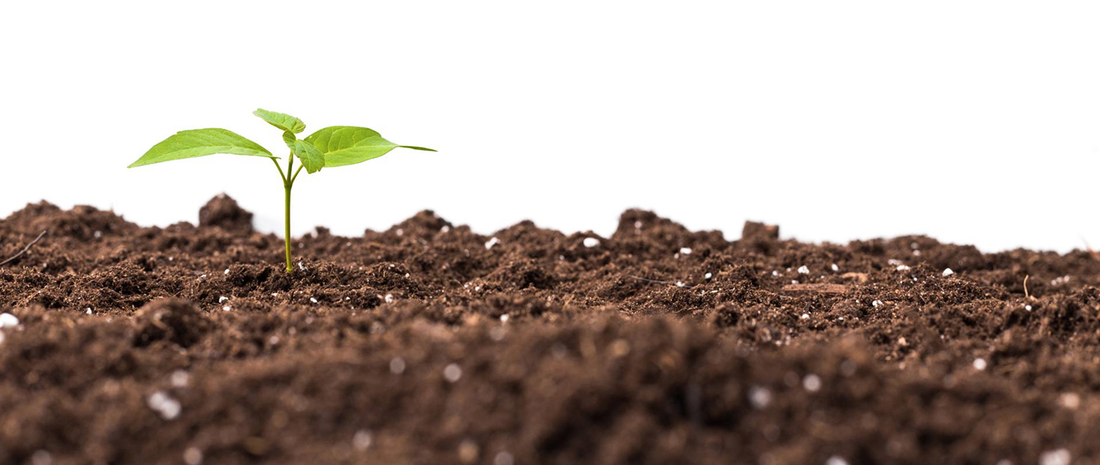 Analysis of Soil Samples